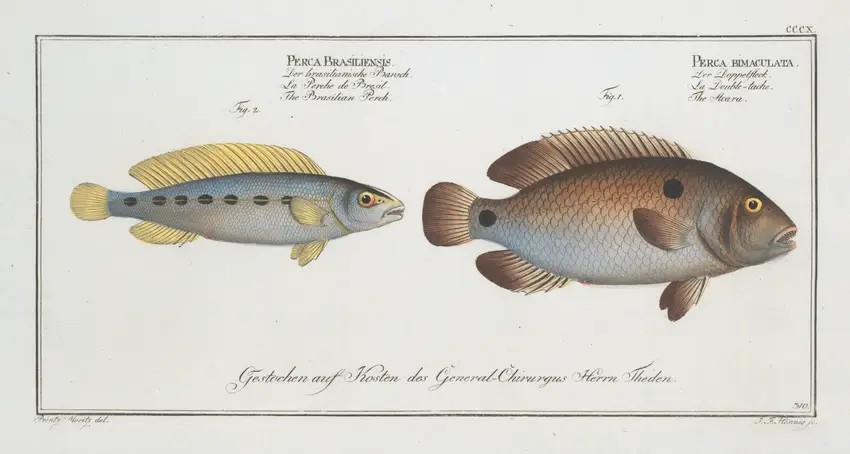 1. Perca bimaculata, The Acara; 2. Perca Brasiliensis, The Brasilian Perch. (1785-1797)